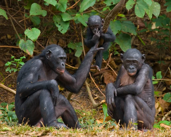 Famille des singes Bonobo — Photo