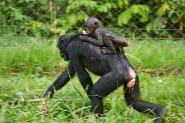 Familia de monos Bonobos — Foto de Stock