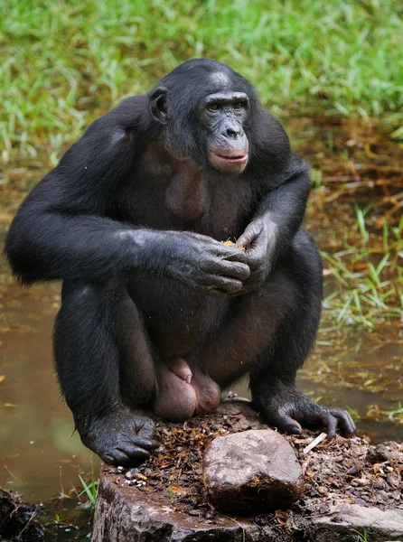 Bonobo close-up portret — Stockfoto