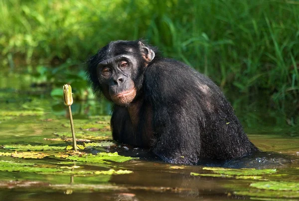 Bonobo mono sentado en el agua — Foto de Stock