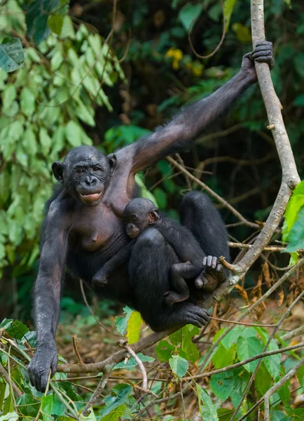 Bonobos opičí rodina — Stock fotografie