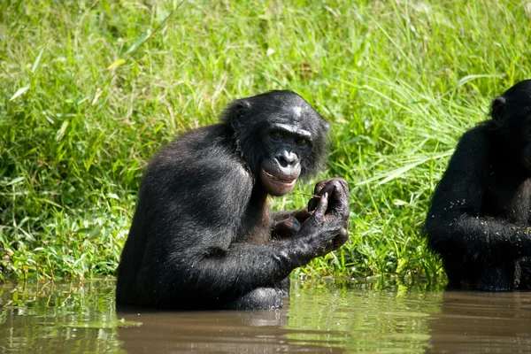 Scimmia bonobo seduta in acqua — Foto Stock