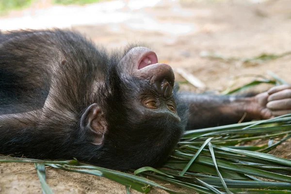 Bonobo Nahaufnahme Porträt — Stockfoto