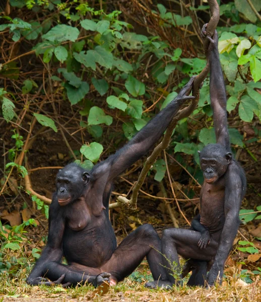 Bonobo-Affenfamilie — Stockfoto