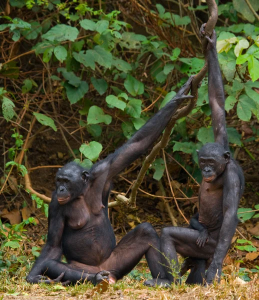 Bonobo maymunu aile — Stok fotoğraf