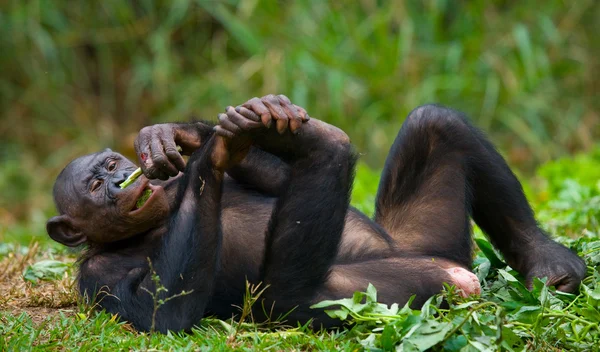 Портрет Бонобо — стоковое фото