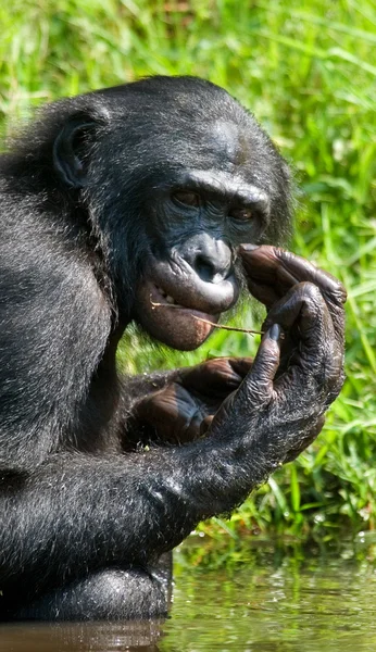 Bonobo närbild porträtt — Stockfoto