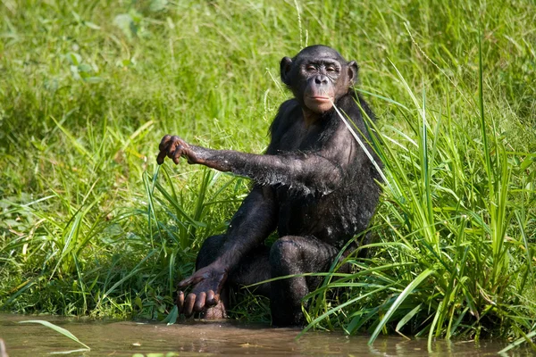 Bonobo aap spelen met water — Stockfoto
