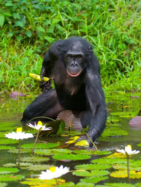 Opice bonobo sedí ve vodě — Stock fotografie