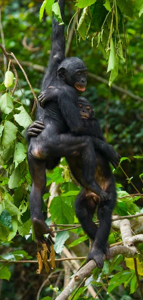 两个倭黑猩猩猴子 — 图库照片