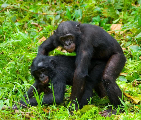 Due scimmie bonobo — Foto Stock