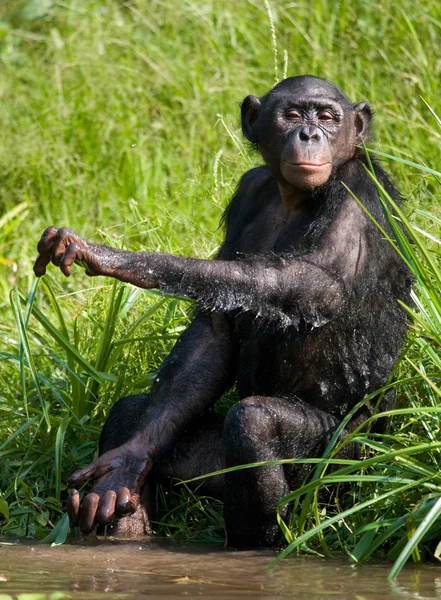 Opice bonobo, hrát si s vodou — Stock fotografie