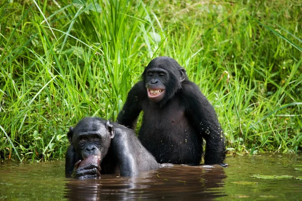 Dois macacos Bonobos — Fotografia de Stock