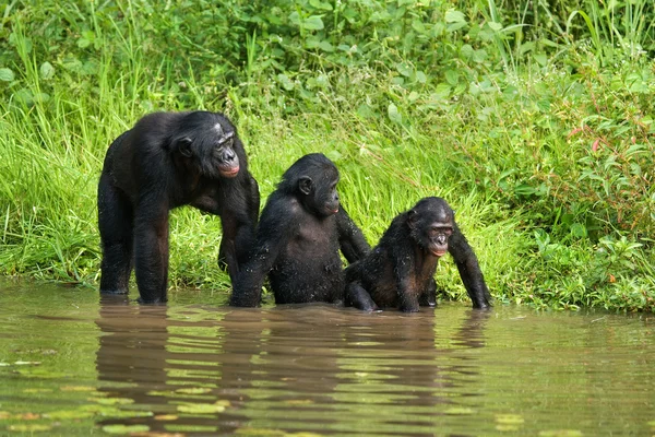 Tre scimmie bonobo — Foto Stock