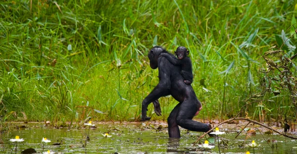Família de macacos Bonobos — Fotografia de Stock
