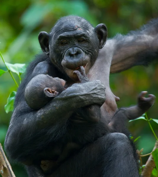 Rodzinę małp bonobo — Zdjęcie stockowe