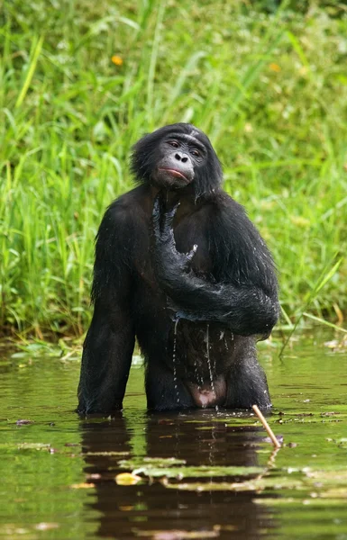 Scimmia bonobo seduta in acqua — Foto Stock