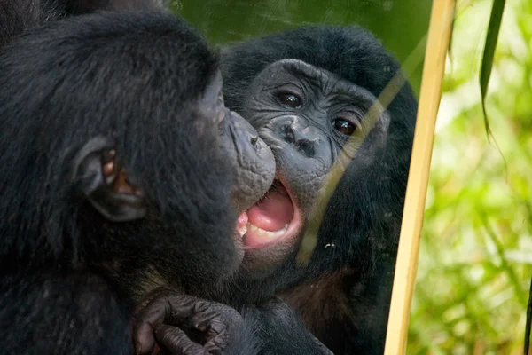 ลิง Bonobo ทารก — ภาพถ่ายสต็อก