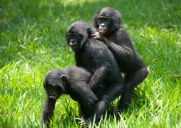 Baby Bonobo monkeys — Stock Photo, Image