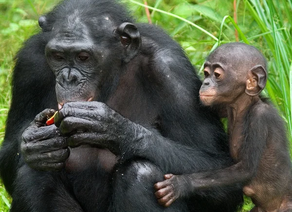 Rodzinę małp bonobo — Zdjęcie stockowe