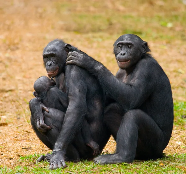 Bonobo-Affenfamilie — Stockfoto