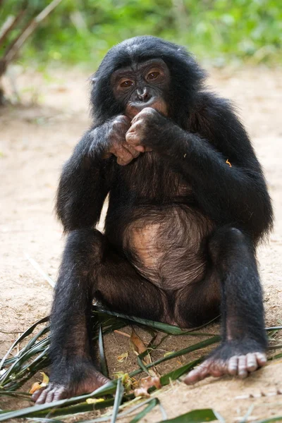 Bonobo-Affenbaby — Stockfoto