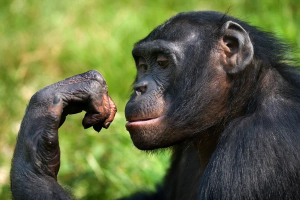 Bonobo, steng portrettet – stockfoto