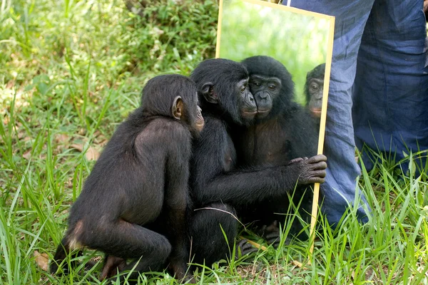 Macacos Bonobo bebê — Fotografia de Stock