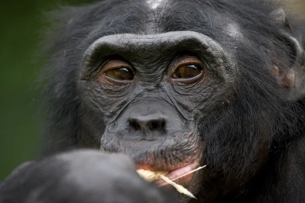 Bonobo close up portrait — Stock Photo, Image