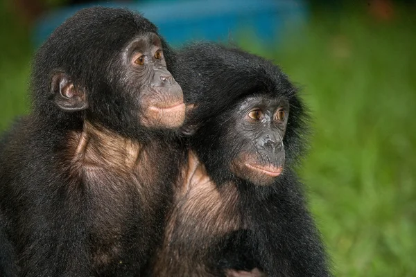 Bebé monos Bonobo — Foto de Stock