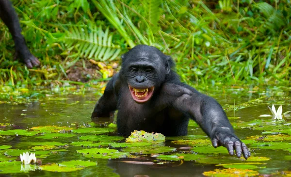 Scimmia bonobo seduta in acqua — Foto Stock