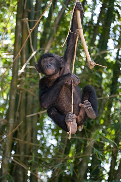 Bebé mono Bonobo — Foto de Stock