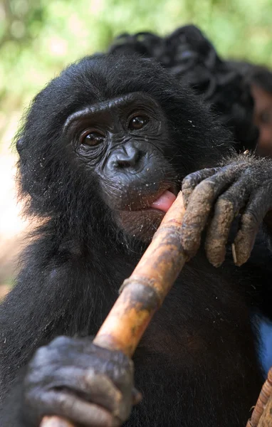 Bonobo primer plano retrato — Foto de Stock