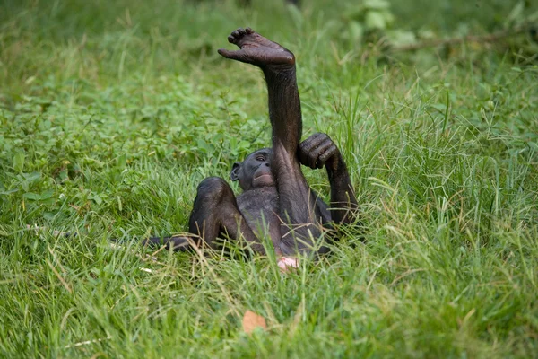 Bonobo închide portretul — Fotografie, imagine de stoc