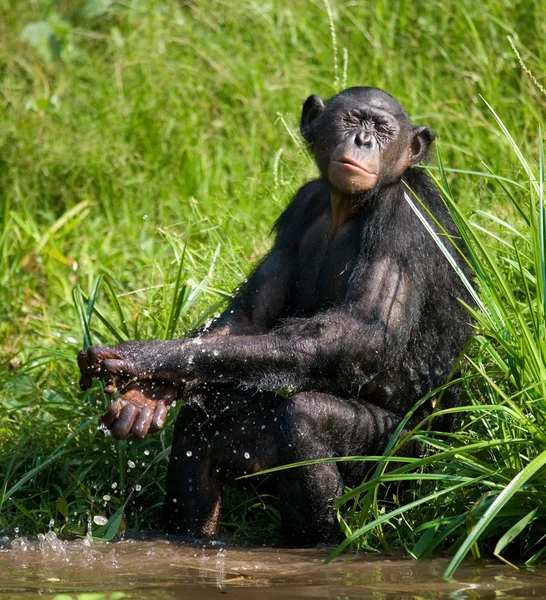 Бонобо-обезьяна играет с водой — стоковое фото