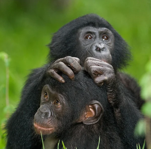Baby Bonobo monkeys — Stock Photo, Image