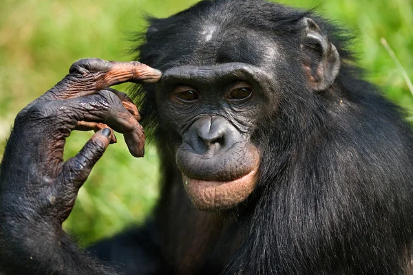 Bonobo närbild porträtt — Stockfoto