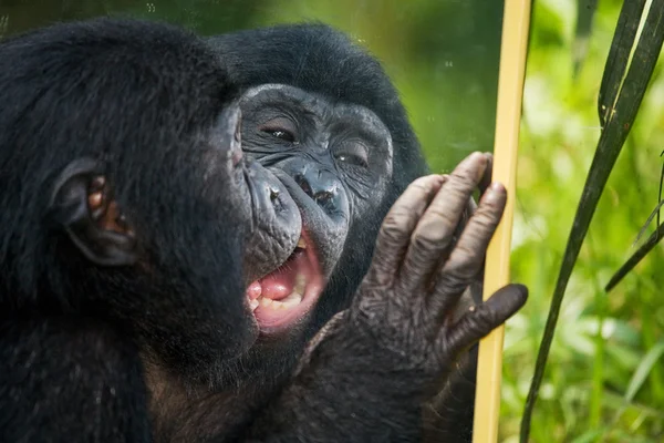 Baby Bonobo monkey — стокове фото