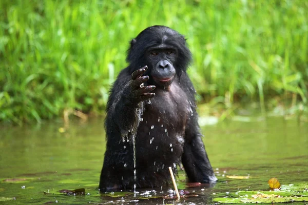 Bonobo aap zitten in water — Stockfoto