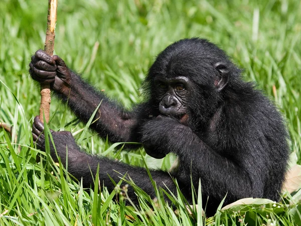 Bebé mono Bonobo — Foto de Stock