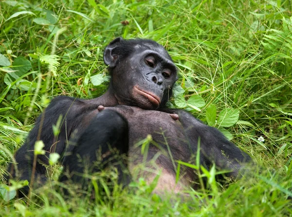 Bonobo close up portrait — Stock Photo, Image