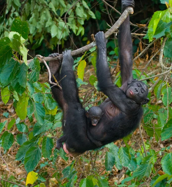 Madre Bonobo scimmia con cucciolo — Foto Stock