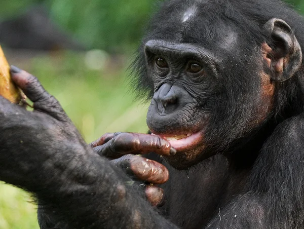 Bonobo крупним планом портрет — стокове фото