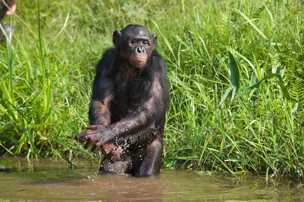 Bonobo mono jugando con agua — Foto de Stock