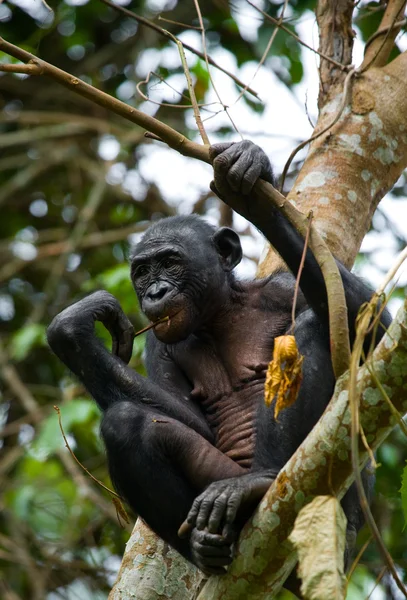 Lille Bonobo abe - Stock-foto