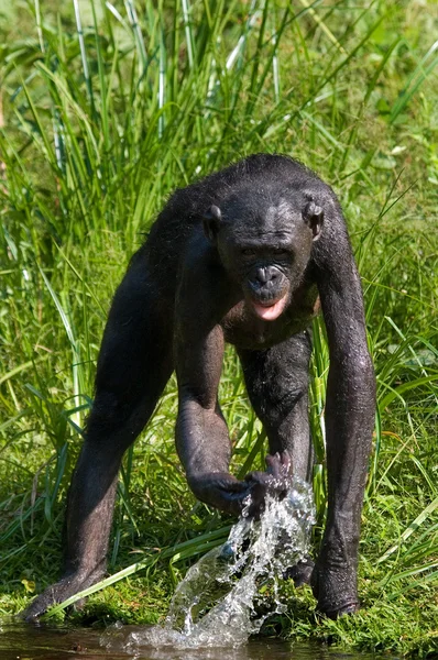 Bonobo scimmia giocare con l'acqua — Foto Stock