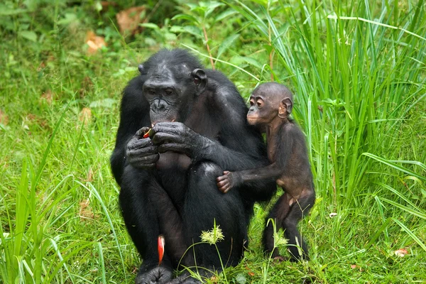 Bonobos monkey familj — Stockfoto