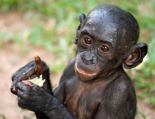 Baby Bonobo apa — Stockfoto