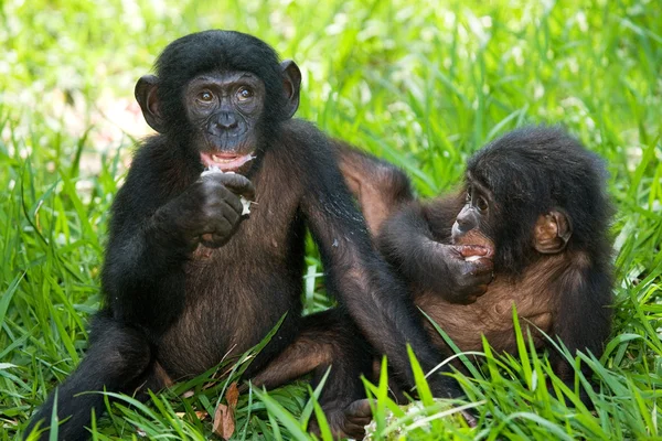 Scimmie Bonobo — Foto Stock