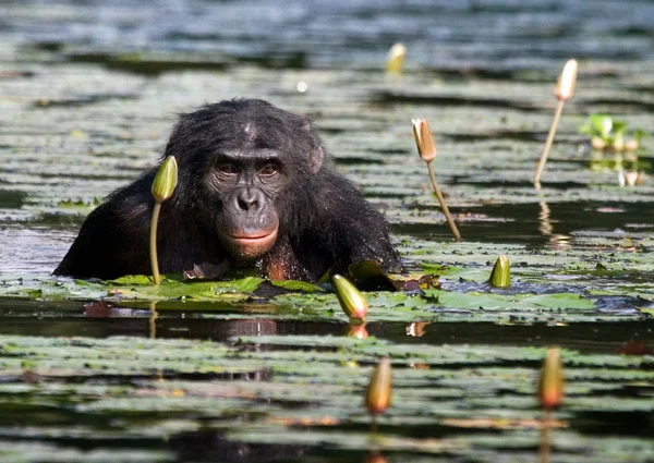 Opice bonobo sedí ve vodě — Stock fotografie